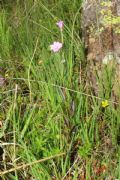 Epilobium palustre